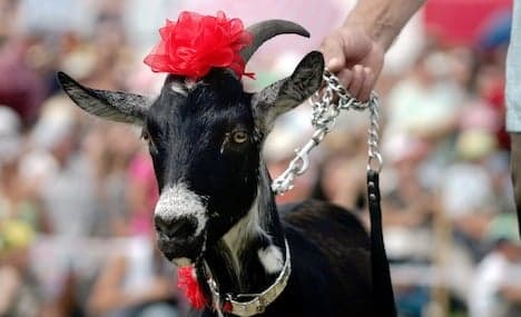 Germany plans to ban bestiality