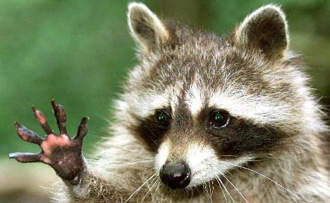 Hunters raise alarm as raccoon invasion spreads