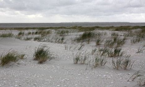 New sandy bird island rises off North Sea coast
