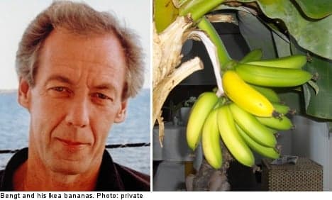 Ikea bananas sprout in Swede's living room