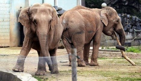 Jumbo win for Bardot's death row elephants