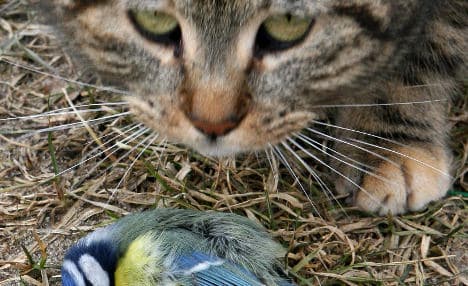 German tackles bird deaths with cat tax idea