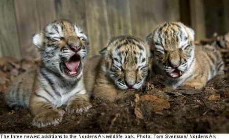 Earning their stripes! Playful tiger cubs play fight in Nuremberg