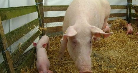 French pig farmers put the block on foreign pork