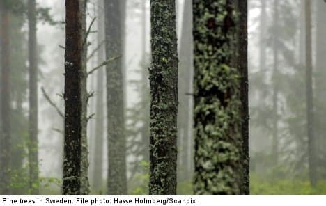 Swedish forestry firm cuts 2,500 jobs