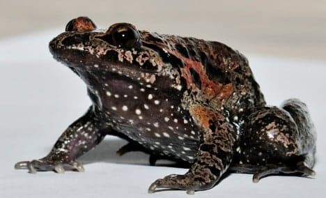 'Extinct' frog hops back to life