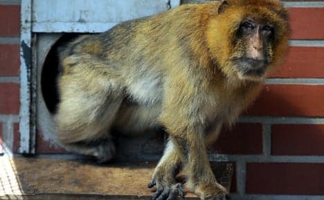 Escaped monkey risks family jewels if caught