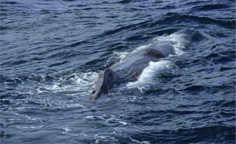 Sperm whale freed from Bergen bay