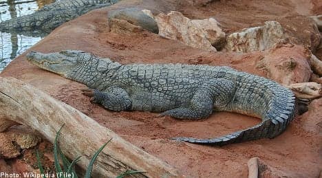 Swedish crocodile smuggler charged