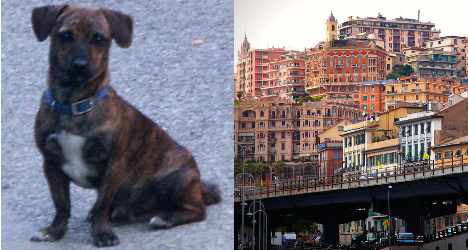 Dog's solo bus adventures delight Genoa