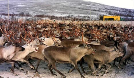Boats to ferry 10,000 reindeer to land