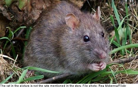 'Poison-proof' rats discovered in Sweden