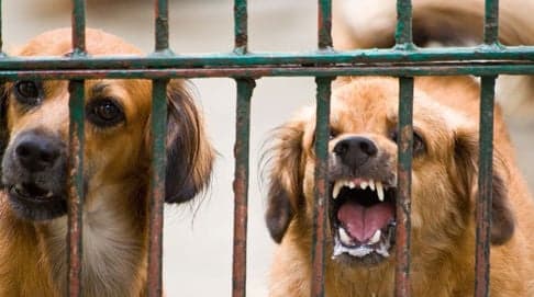 Norway bans puppies from The Netherlands