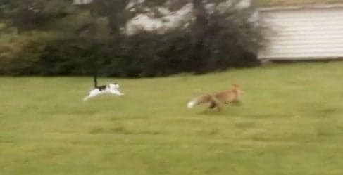 VIDEO: Brave cat charges fox head-on