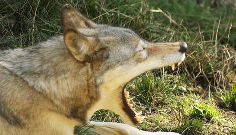 VIDEO: Wolf pups filmed in Østmarka