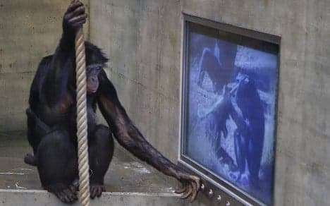 Zoo gives apes choice of action or romance films
