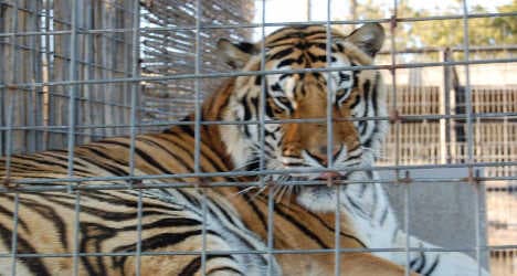 Italian man arrested for keeping pet tiger