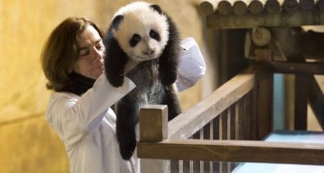 Madrid zoo names rare baby panda Xing Bao
