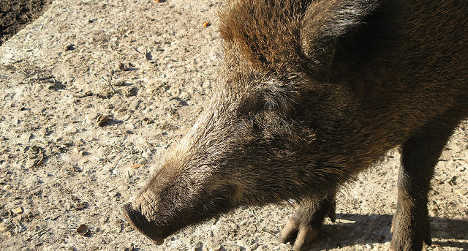 'Radioactive' boars roaming northern Italy