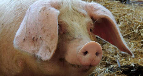 Italian farmers hold pigs protest against imports