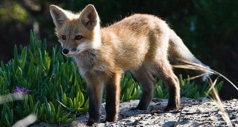 French family wins legal fight to adopt 'loving' fox