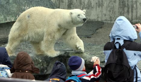 Polar bear dies after eating coat and bag