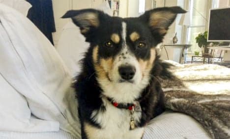 Swedish dog found after week in car wreck