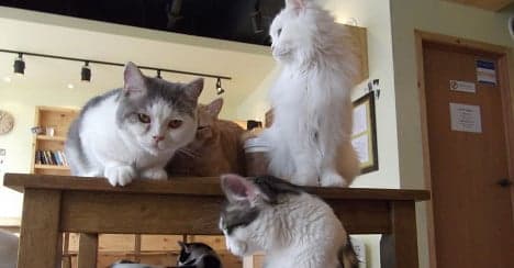 Italy's first 'cat café' opens in Turin