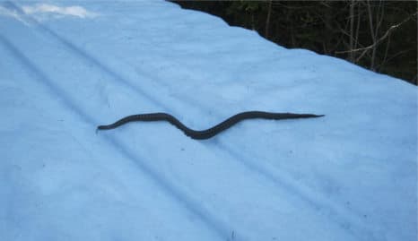Norway skiers find snakes on the piste