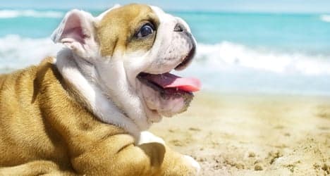'No pets, no entry': dog beach opens in Rimini
