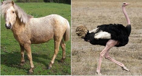 Zookeeper beats to death ostrich then blames pony
