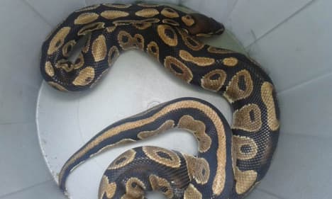 Python found in rubbish bin