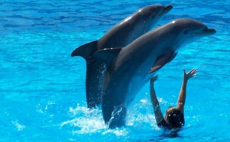 Connyland vet acquitted over dolphin deaths
