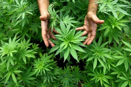 Medicinal cannabis users challenge ban