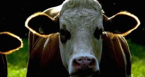 43-year-old farm labourer killed by bull