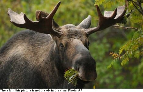 Swedish cops elect not to shoot 'angry elks'
