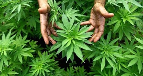 High participation in cannabis legalization initiative