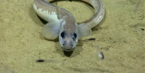 World's oldest eel dies in Swedish well