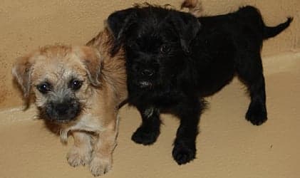 Illegal puppies offered for sale online