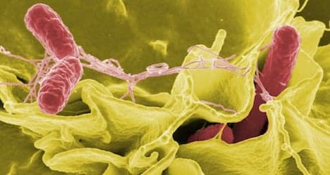 Deadly salmonella outbreak reaches Austria