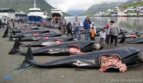 Celebrities battle to stop Faroese dolphin 'grind'