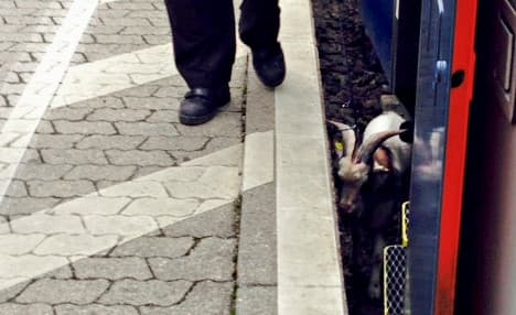 Lost goat halts Munich Airport trains