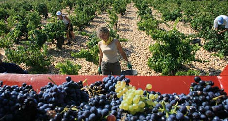 France drinks to bumper 2014 wine harvest