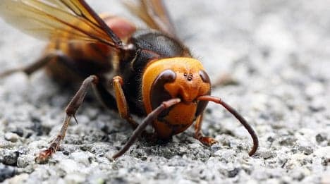 France tries to take sting out of Asian hornets