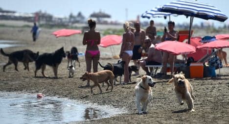 Italy's pooches play at dog-only beach