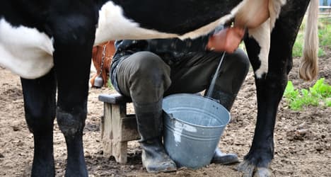 Udder joy: Italian man is world's best cow-milker
