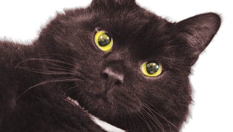 Swiss group's bid for cat quotas creates buzz