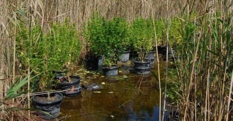 'Floating' cannabis found on Lake Neusiedl