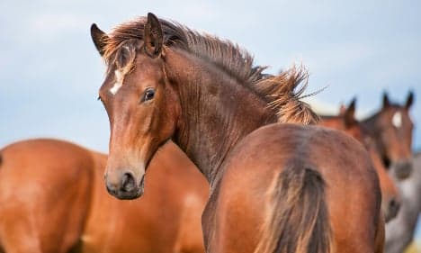 Burglars in Norway steal horses' tails
