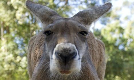 NRW police capture rogue kangaroo